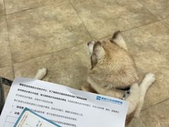 -美联众合动物医院·24h转诊中心