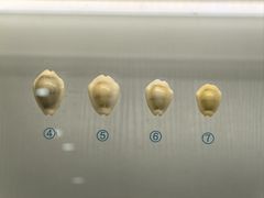 -青岛贝壳博物馆