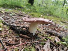 -峡谷浮石林景区