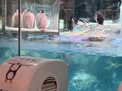 -帝企鹅自助餐厅•儿童岛•真企鹅(长隆企鹅酒店)