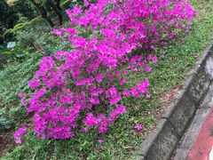 -大屏嶂森林公园