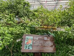 -南宫五洲植物乐园