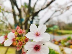 -上海植物园-4号门售票处