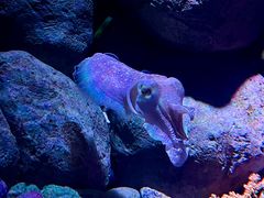 -新加坡海洋生态馆