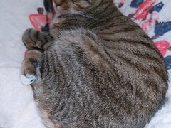 -滚猫咖啡·猫咖·猫友好撸猫(未来城店)