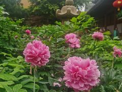 -龙华寺