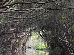 -大湾区中央湿地公园