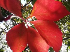 -北京西山国家森林公园