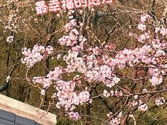 -大围山国家森林公园