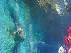 -烟台海昌鲸鲨海洋公园