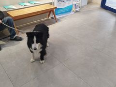 -伟伟宠物医院·CT影像中心·瑞派犬猫综合性门诊(汉口总院)