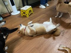 -柴犬高等学院·狗咖·柴犬售卖·宠物训练