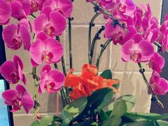 -荷风细雨·中国茶宴(碧云店)