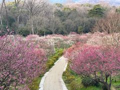 -梅花山(明孝陵内)