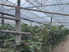 -马陆小张葡萄园农家乐