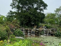 -东莞植物园