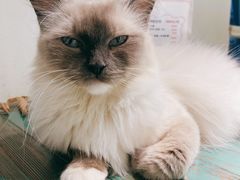 -喵喵咪呀布偶猫咖(春熙路店)