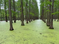 -渌洋湖湿地公园