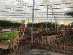 蔬果园-上海都市菜园