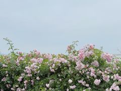 -贡湖湾湿地公园