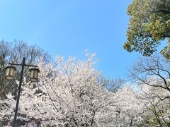 -苏州上方山国家森林公园
