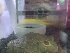 -花鸟鱼虫鲜花绿植市场(玉泉路店)