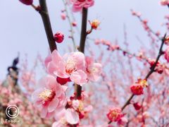 -香雪海