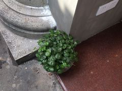 -马拉桑果汁(龙头路总店)