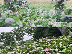 -天适樱花悠乐园