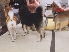 -逗柴咖啡屋·狗咖猫咖宠物桌游