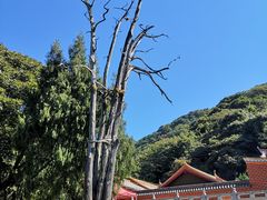 -灵光寺