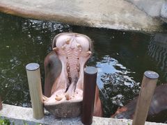 -常州淹城野生动物世界