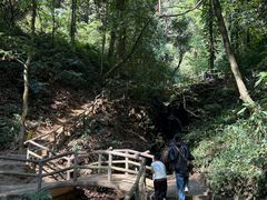 -莫里热带雨林景区
