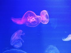 -福州罗源湾海洋世界旅游区