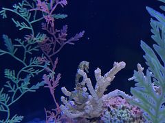 -上海海洋水族馆