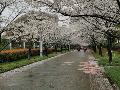 -高东镇樱花园