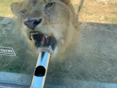 -西霞口神雕山野生动物世界