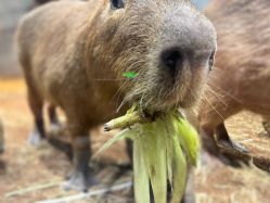 -Zoolung Zoolung动物主题公园(海信广场店)