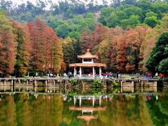 -深圳仙湖植物园