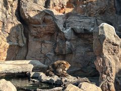 -珠海长隆海洋王国