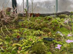 -国家植物园南园