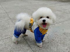 -翊宠yipet猫狗购宠庄园犬舍•猫舍