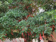 -东寨港红树林旅游区