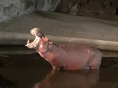 -清迈夜间动物园