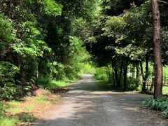 -铁山坪森林公园