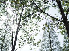 -黄海国家森林公园