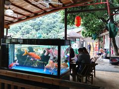 -鲤鱼塘农家山庄