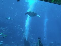 -亚特兰蒂斯•OSSIANO奥西亚诺海底餐厅