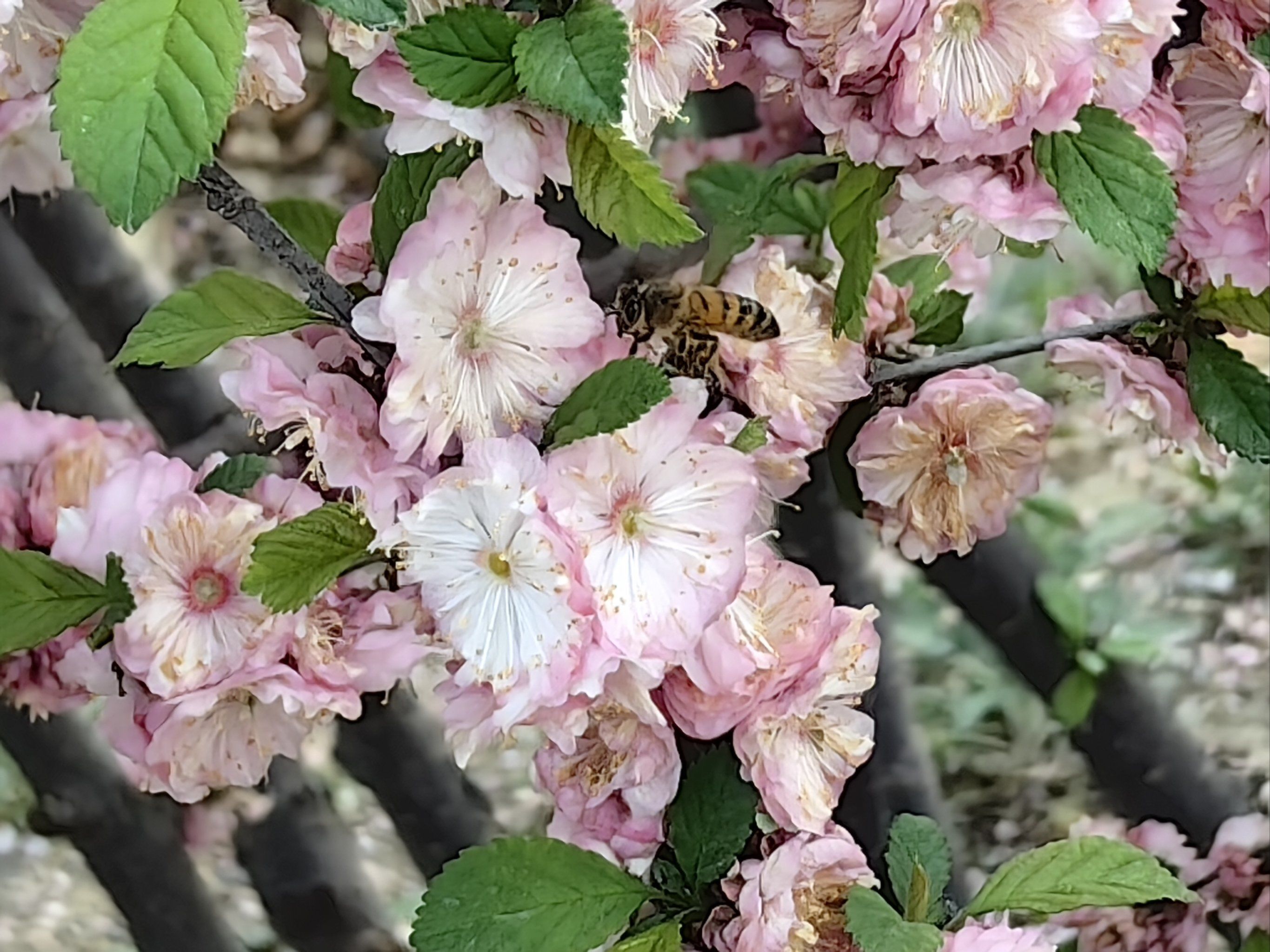 北京的春天繁花似锦!