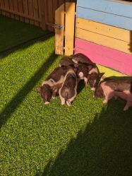 -萌宠亲子动物乐园(槐房万达店)